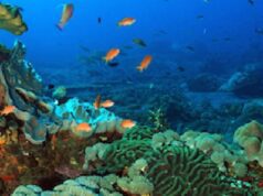 Ikan Kehilangan Keberanian di Laut yang Makin Panas