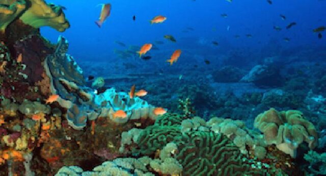 Ikan Kehilangan Keberanian di Laut yang Makin Panas