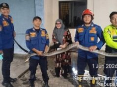 King Kobra 4 Meter Muncul di Garasi Rumah Bogor
