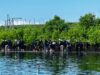Mangrove di Tepi Ancaman Laut yang Terus Naik
