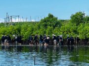 Mangrove di Tepi Ancaman Laut yang Terus Naik