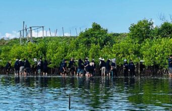 Mangrove di Tepi Ancaman Laut yang Terus Naik