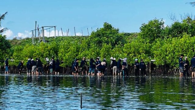 Mangrove-di-Tepi-Ancaman-Laut-yang-Terus-Naik