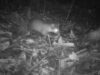 Musang Luak Borneo Terancam oleh Hilangnya Hutan Pegunungan