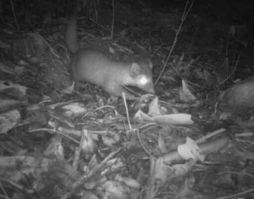 Musang Luak Borneo Terancam oleh Hilangnya Hutan Pegunungan