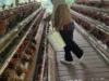 Nahtadia, Peternak Ayam yang Ubah Hidup Keluarganya