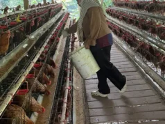 Nahtadia, Peternak Ayam yang Ubah Hidup Keluarganya