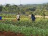 Napi Warungkiara Hasilkan Sayur hingga Tangerang