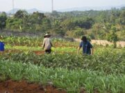Napi Warungkiara Hasilkan Sayur hingga Tangerang