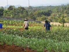 Napi Warungkiara Hasilkan Sayur hingga Tangerang