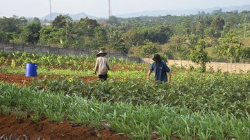 Napi Warungkiara Hasilkan Sayur hingga Tangerang