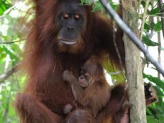 Orangutan Badar Lahir di Hutan Aceh, Simbol Harapan Konservasi