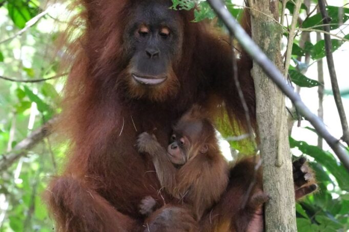 Orangutan Badar Lahir di Hutan Aceh, Simbol Harapan Konservasi