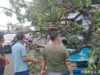 Pohon Tumbang Timpa Kios dan Angkot di Simpang Talang