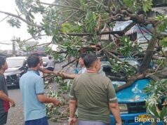 Pohon Tumbang Timpa Kios dan Angkot di Simpang Talang