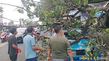 Pohon-Tumbang-Timpa-Kios-dan-Angkot-di-Simpang-Talang