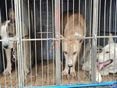 Polisi Amankan Tiga Anjing Pemburu Usai Bocah Tewas di Bogor