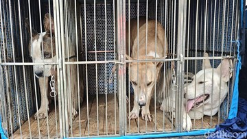 Polisi Amankan Tiga Anjing Pemburu Usai Bocah Tewas di Bogor