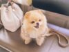 Pria Lecehkan Anjing Pom di Kafe, Polisi Selidiki Penyimpangan Seksual