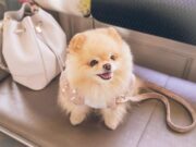 Pria Lecehkan Anjing Pom di Kafe, Polisi Selidiki Penyimpangan Seksual