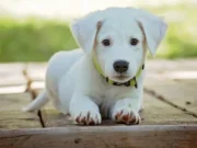 Protes Besar di China Usai Video Penyiksaan Anjing Viral