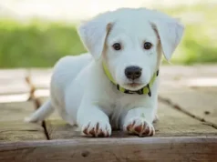 Protes Besar di China Usai Video Penyiksaan Anjing Viral