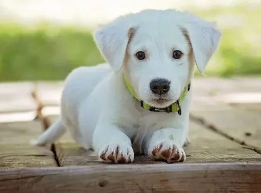 Protes Besar di China Usai Video Penyiksaan Anjing Viral
