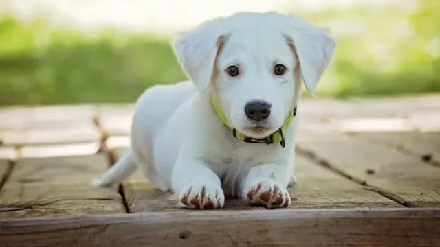 Protes-Besar-di-China-Usai-Video-Penyiksaan-Anjing-Viral