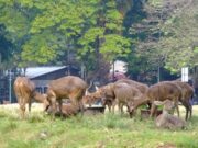 Rusa di Taman Sriwedari Cari Makan di Tempat Sampah