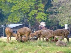 Rusa di Taman Sriwedari Cari Makan di Tempat Sampah