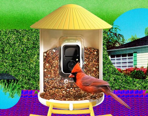 Smart Bird Feeder Terbaik yang Benar-Benar Layak Dibeli