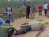 Tapir Dewasa Tewas Tabrak Kendaraan di Koridor RAPP