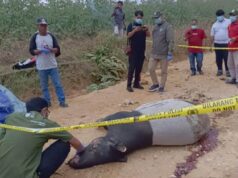 Tapir Dewasa Tewas Tabrak Kendaraan di Koridor RAPP