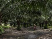 Tewas dalam Bentrok Sawit di Ogan Komering Ilir