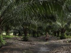 Tewas dalam Bentrok Sawit di Ogan Komering Ilir