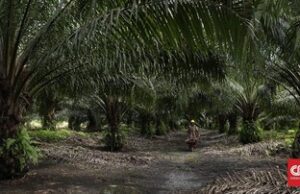 Tewas dalam Bentrok Sawit di Ogan Komering Ilir