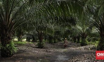 Tewas dalam Bentrok Sawit di Ogan Komering Ilir