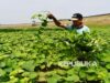 Tumbuhan Berkomunikasi Lawan Panas Bumi