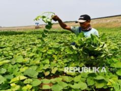 Tumbuhan Berkomunikasi Lawan Panas Bumi