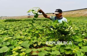 Tumbuhan Berkomunikasi Lawan Panas Bumi