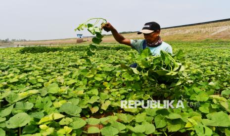 Tumbuhan-Berkomunikasi-Lawan-Panas-Bumi