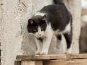 Wanita di Jembrana Tewas Akibat Gigitan Kucing Rabies