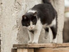Wanita di Jembrana Tewas Akibat Gigitan Kucing Rabies