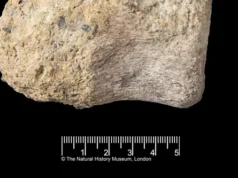 40 Tahun Hilang, Fosil Dinosaurus Langka Ditemukan di Dalam Laci