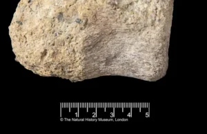 40 Tahun Hilang, Fosil Dinosaurus Langka Ditemukan di Dalam Laci