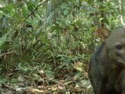 Anjing Hantu Amazon Terungkap Lebih Melimpah dari Dugaan