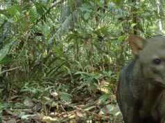 Anjing Hantu Amazon Terungkap Lebih Melimpah dari Dugaan