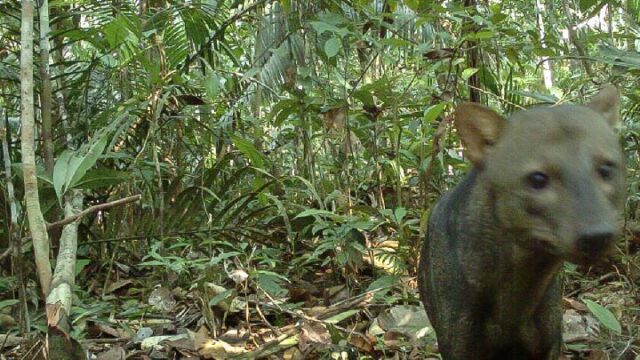 Anjing-Hantu-Amazon-Terungkap-Lebih-Melimpah-dari-Dugaan