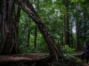 BRIN: Konservasi Hutan Meratus Harus Libatkan Adat Dayak