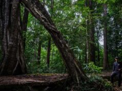 BRIN: Konservasi Hutan Meratus Harus Libatkan Adat Dayak